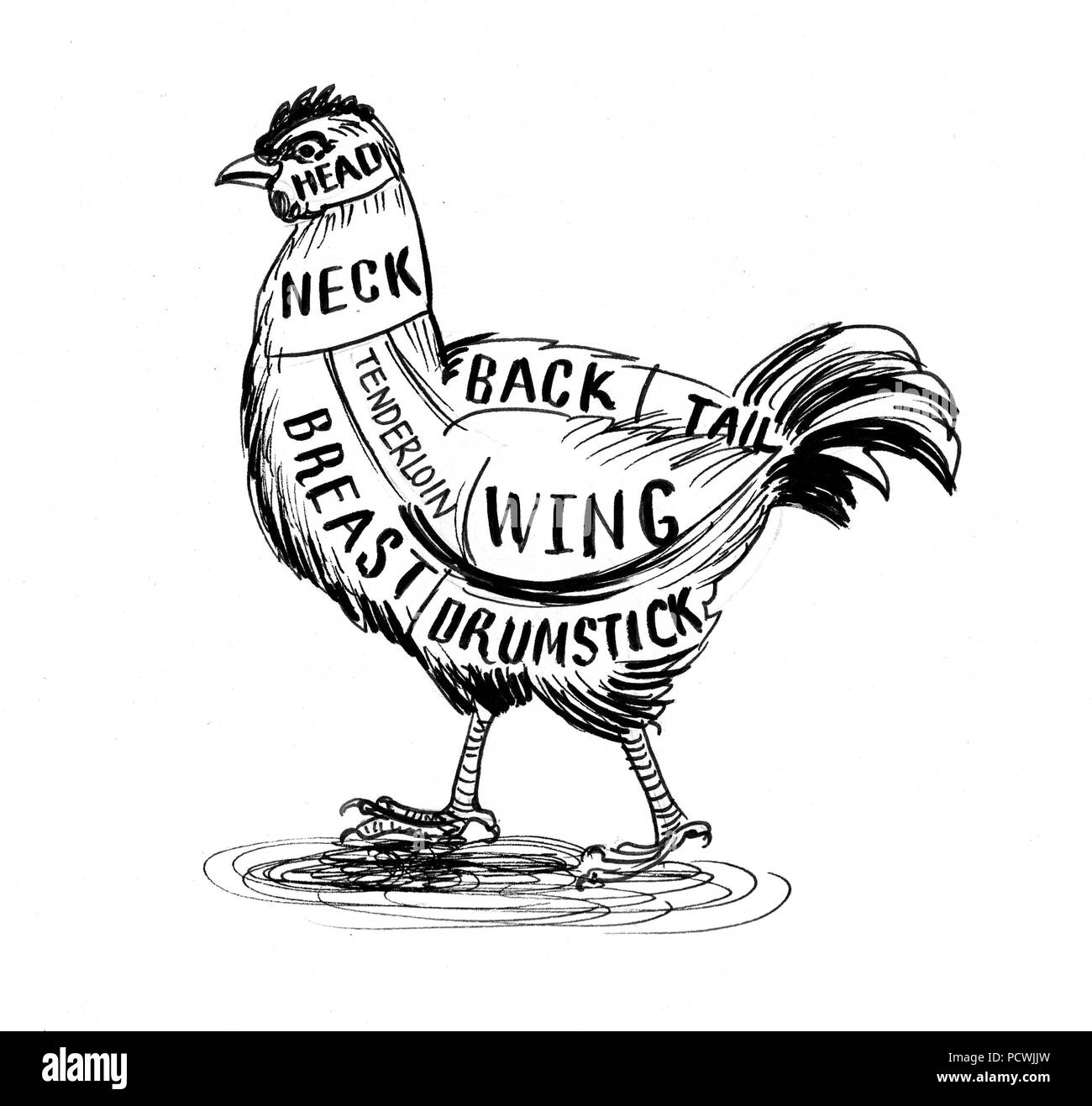 Chicken drawing hires stock photography and images Alamy